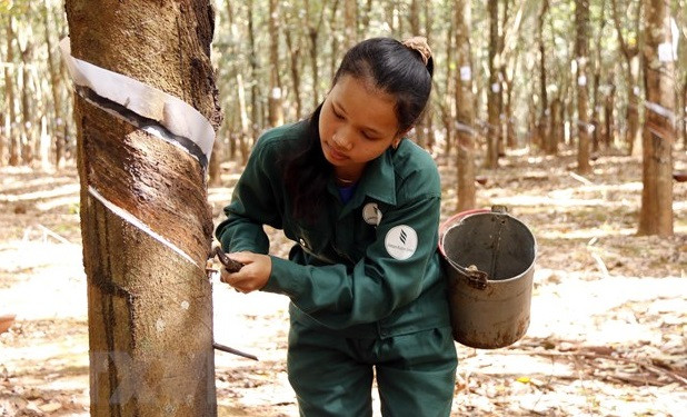 老挝占巴塞省副省长:越南企业是非常负责任的投资者 ảnh 2 老挝占巴塞省副省长:越南企业是非常负责任的投资者 ảnh 2