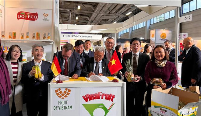 经济外交:越南企业参加世界最大的新鲜果蔬展 ảnh 2 经济外交:越南企业参加世界最大的新鲜果蔬展 ảnh 2