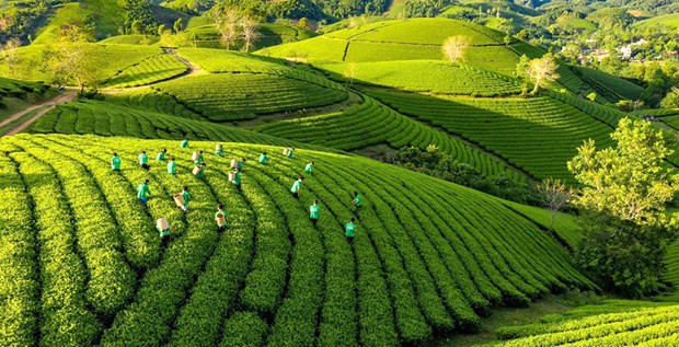 越南积极实施农业绿色增长行动计划 ảnh 1 越南积极实施农业绿色增长行动计划 ảnh 1