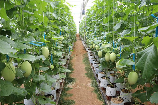 越南积极实施农业绿色增长行动计划 ảnh 2 越南积极实施农业绿色增长行动计划 ảnh 2