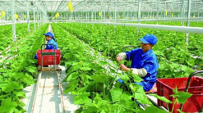 越南农业采取措施以履行COP26承诺 ảnh 1 越南农业采取措施以履行COP26承诺 ảnh 1