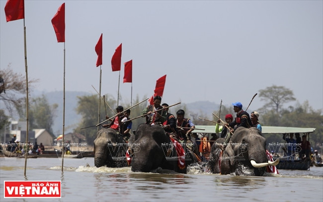 西原野象驯养业与赛象节(组图) ảnh 12 西原野象驯养业与赛象节(组图) ảnh 12