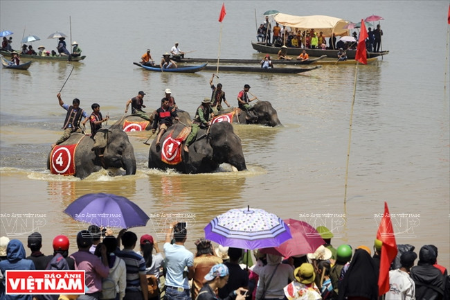 西原野象驯养业与赛象节(组图) ảnh 11 西原野象驯养业与赛象节(组图) ảnh 11