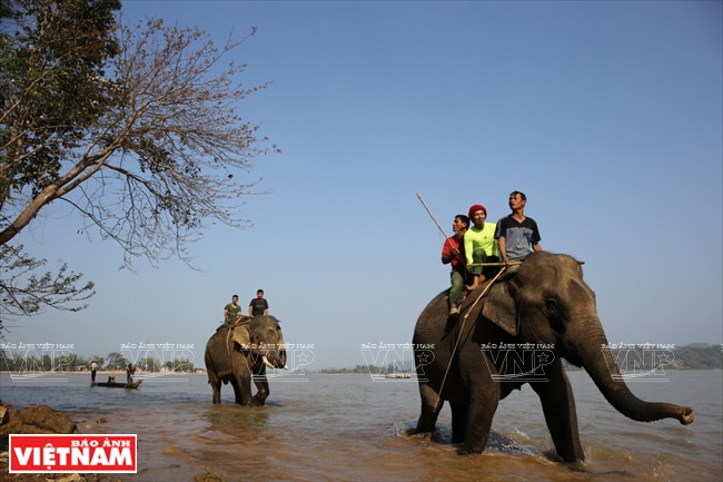 西原野象驯养业与赛象节(组图) ảnh 6 西原野象驯养业与赛象节(组图) ảnh 6