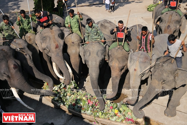 西原野象驯养业与赛象节(组图) ảnh 3 西原野象驯养业与赛象节(组图) ảnh 3