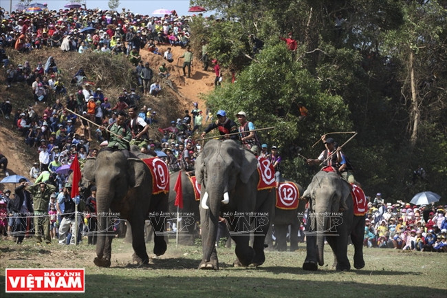 西原野象驯养业与赛象节(组图) ảnh 5 西原野象驯养业与赛象节(组图) ảnh 5