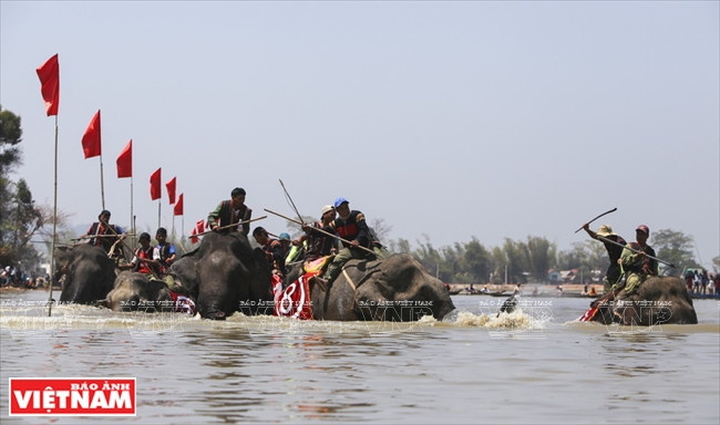 西原野象驯养业与赛象节(组图) ảnh 13 西原野象驯养业与赛象节(组图) ảnh 13