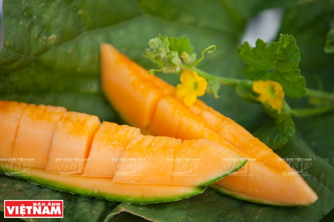 西宁省高科技甜瓜种植模式 ảnh 8