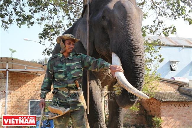 西原野象驯养业与赛象节(组图) ảnh 4 西原野象驯养业与赛象节(组图) ảnh 4