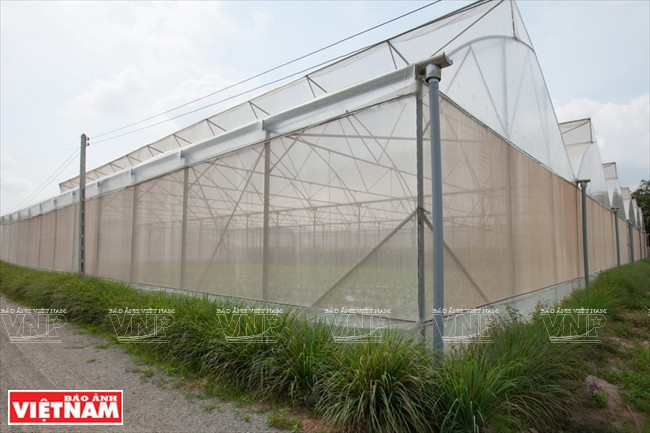 西宁省高科技甜瓜种植模式 ảnh 2