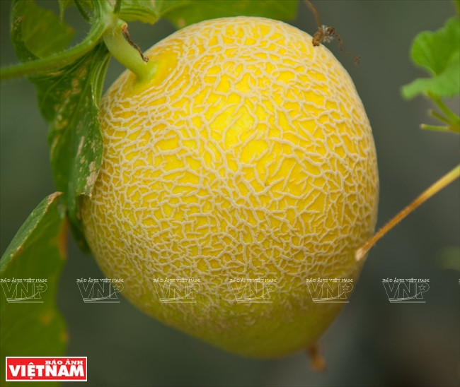 西宁省高科技甜瓜种植模式 ảnh 6