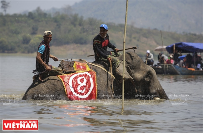 西原野象驯养业与赛象节(组图) ảnh 14 西原野象驯养业与赛象节(组图) ảnh 14