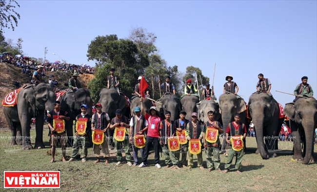 西原野象驯养业与赛象节(组图) ảnh 8 西原野象驯养业与赛象节(组图) ảnh 8