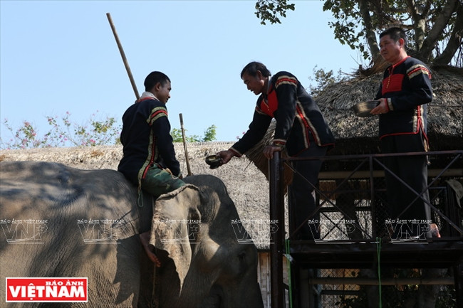 西原野象驯养业与赛象节(组图) ảnh 2 西原野象驯养业与赛象节(组图) ảnh 2