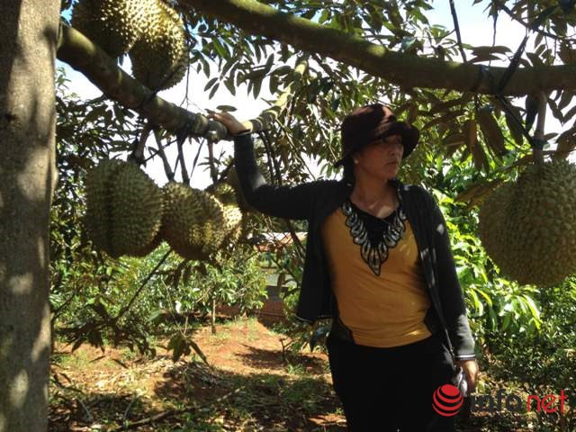 得乐省着力扩大优质水果种植面积 提高居民收入 ảnh 1