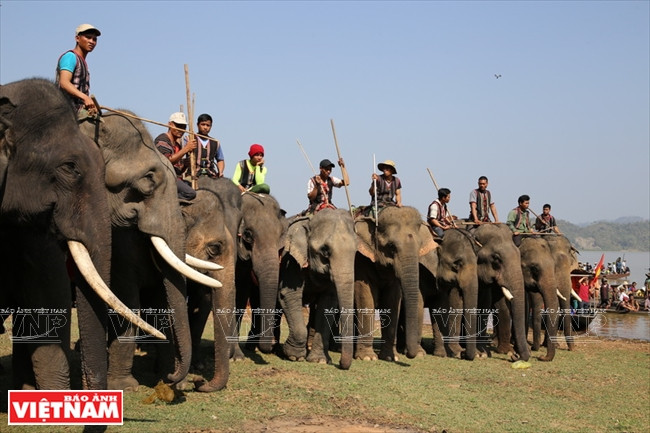 西原野象驯养业与赛象节(组图) ảnh 1 西原野象驯养业与赛象节(组图) ảnh 1