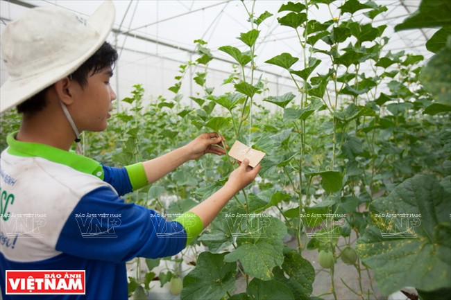 西宁省高科技甜瓜种植模式 ảnh 5