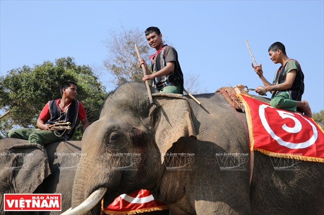 西原野象驯养业与赛象节(组图) ảnh 7 西原野象驯养业与赛象节(组图) ảnh 7
