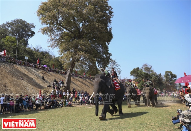西原野象驯养业与赛象节(组图) ảnh 9 西原野象驯养业与赛象节(组图) ảnh 9