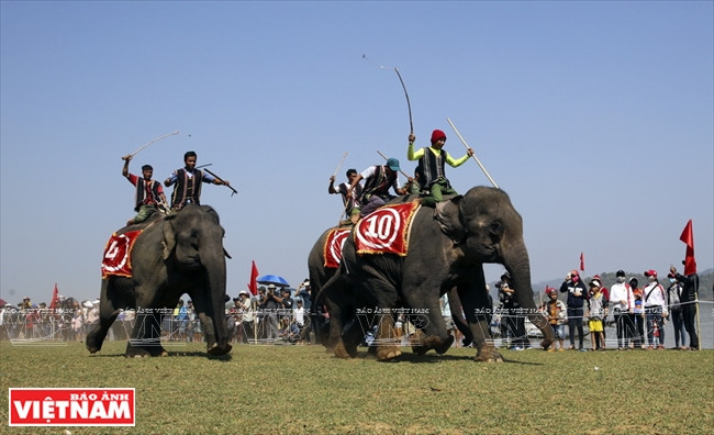 西原野象驯养业与赛象节(组图) ảnh 10 西原野象驯养业与赛象节(组图) ảnh 10