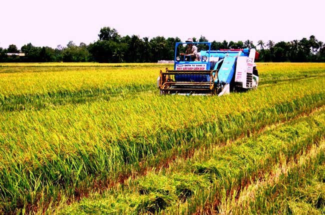 面对融入国际挑战的九龙江平原农业 ảnh 1