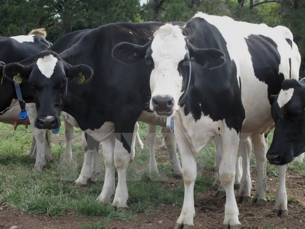 柬埔寨波萝勉省口蹄疫爆发 ảnh 1