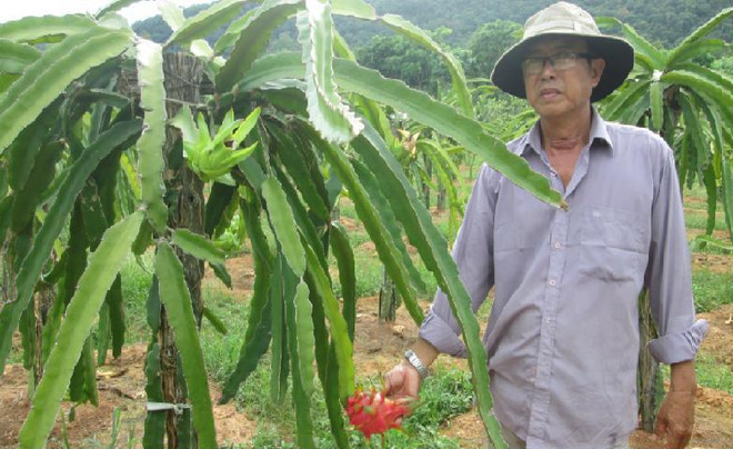 红心火龙果帮富国岛县人民致富 ảnh 1 红心火龙果帮富国岛县人民致富 ảnh 1