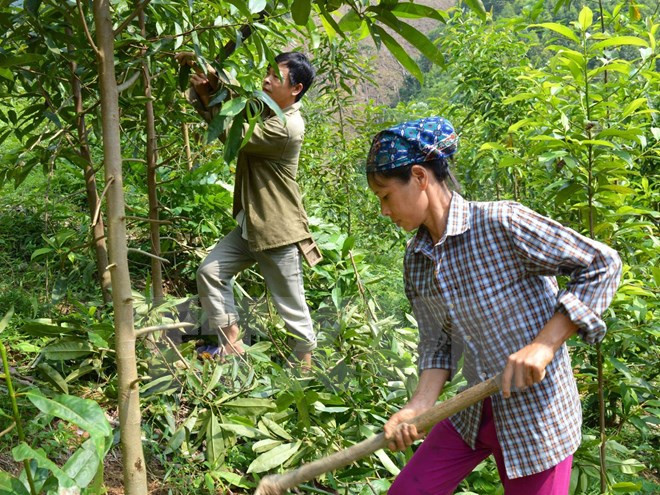 越南清化省充分发挥森林环境服务支付机制的作用 ảnh 1 越南清化省充分发挥森林环境服务支付机制的作用 ảnh 1