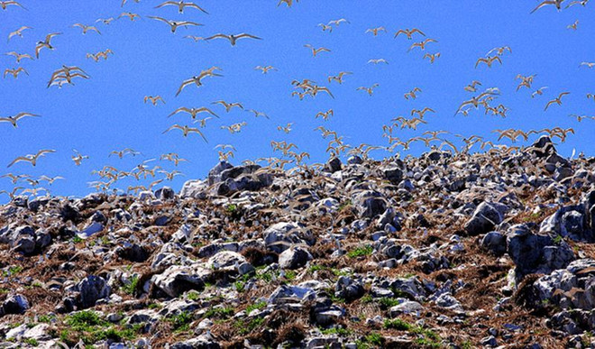 昆岛爪哇金丝燕 - 巴地头顿省新特产 ảnh 1