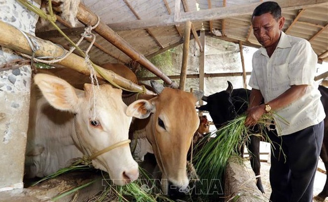 越南总体多维贫困率呈下降趋势 ảnh 1