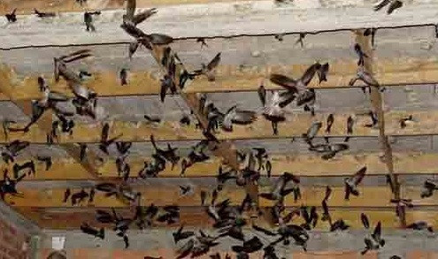 越南采用科技来推动燕窝养殖业可持续发展 ảnh 1 越南采用科技来推动燕窝养殖业可持续发展 ảnh 1