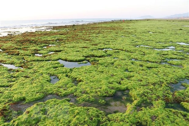 宁顺省注重生物多样性保护与可持续发展 ảnh 2 宁顺省注重生物多样性保护与可持续发展 ảnh 2