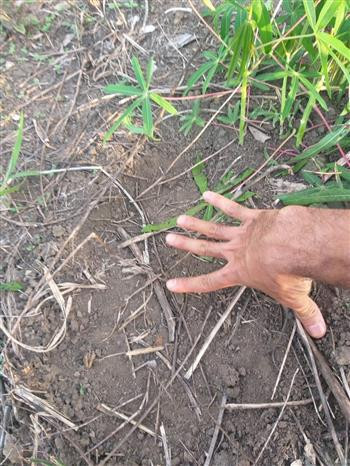 嘉莱省：诸博容边境县出现野象群 ảnh 1