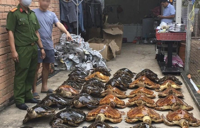 非法贩卖海龟标本两男子被判监禁22年 ảnh 1 非法贩卖海龟标本两男子被判监禁22年 ảnh 1