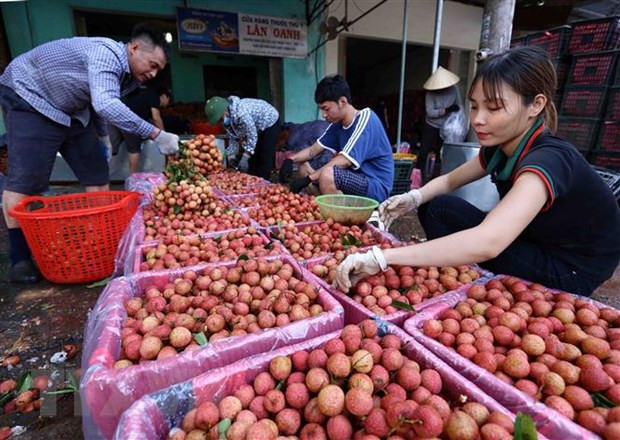 多家企业签约为北江省销售早熟荔枝 ảnh 1 多家企业签约为北江省销售早熟荔枝 ảnh 1