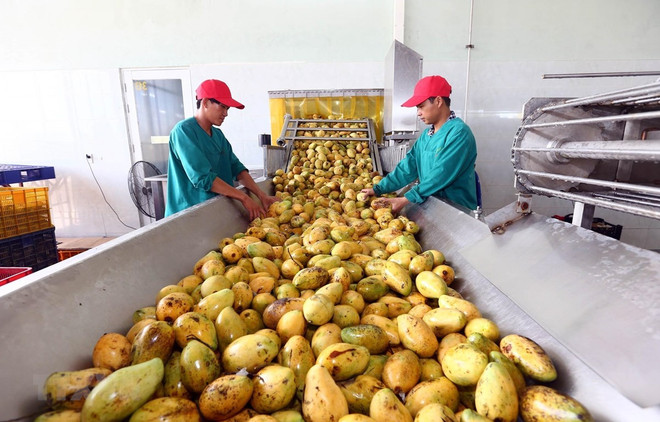 农业与农村发展部部长阮春强：企业是引领农产品价值链的“火车头” ảnh 1