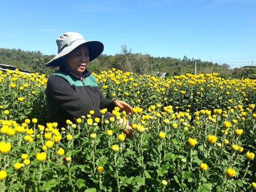 得乐省花农迎来春节丰收季节 ảnh 1 得乐省花农迎来春节丰收季节 ảnh 1