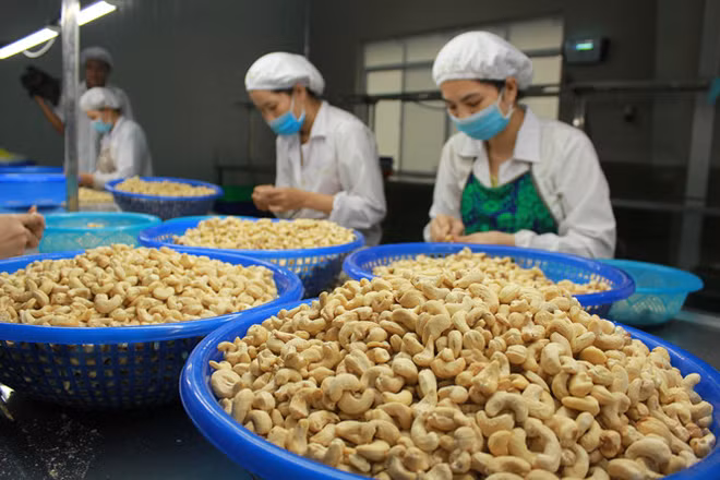 2019年越南腰果果仁出口量和未加工腰果进口量均创下新纪录 ảnh 2 2019年越南腰果果仁出口量和未加工腰果进口量均创下新纪录 ảnh 2