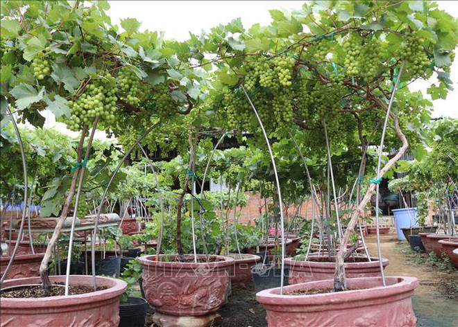 宁顺葡萄盆景颇受消费者的青睐 ảnh 1