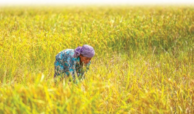 2019年柬埔寨大米对中国出口量增长了46% ảnh 1 2019年柬埔寨大米对中国出口量增长了46% ảnh 1