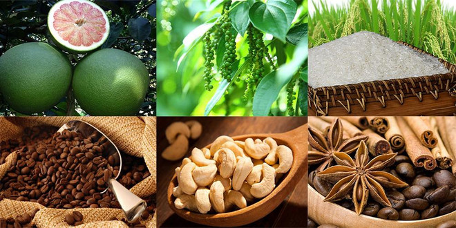 质量认证是越南农产品进军欧洲市场的金钥匙 ảnh 1