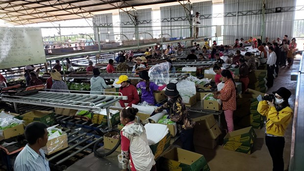 越南农业经营企业为柬埔寨劳动者创造就业机会 ảnh 1 越南农业经营企业为柬埔寨劳动者创造就业机会 ảnh 1