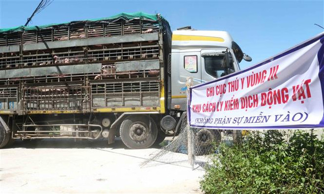 越南从泰国进口的首批500头生猪抵达乂安省 ảnh 1 越南从泰国进口的首批500头生猪抵达乂安省 ảnh 1