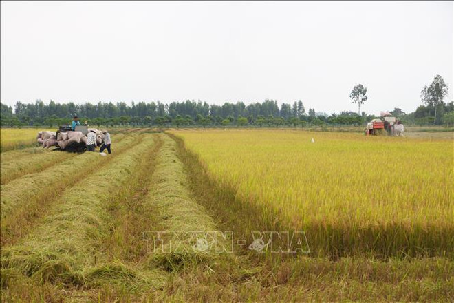 一周农产品市场:稻谷价格稳定 咖啡价格下降 ảnh 1 一周农产品市场:稻谷价格稳定 咖啡价格下降 ảnh 1