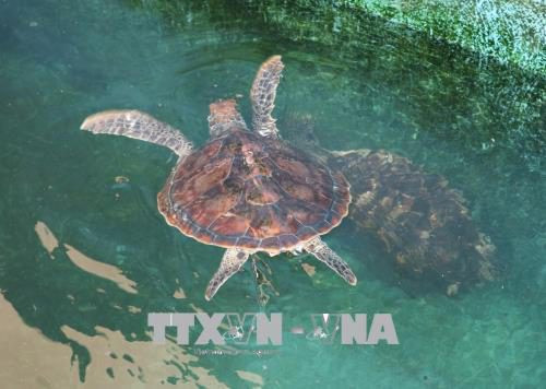 广治省努力保护珍稀海龟 ảnh 1 广治省努力保护珍稀海龟 ảnh 1