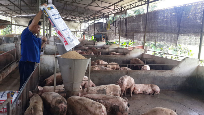 同奈省多措并举推动畜牧业提质增效 ảnh 1