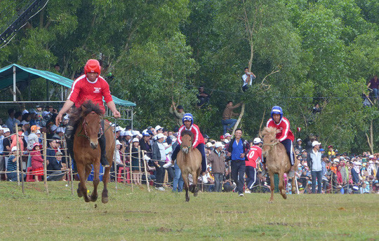 热闹非凡的富安省赛马节 ảnh 1 热闹非凡的富安省赛马节 ảnh 1