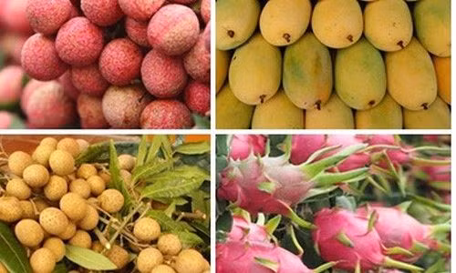 创新思维促进农产品对中国市场的出口 ảnh 1