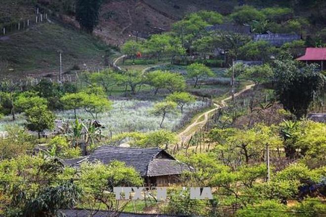 越南山罗省木州高原茶文化之美 ảnh 2 越南山罗省木州高原茶文化之美 ảnh 2