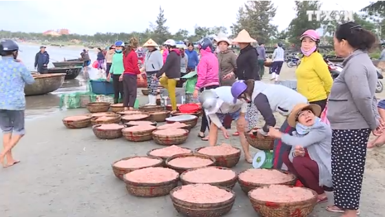 岘港渔民出海满载而归 ảnh 1